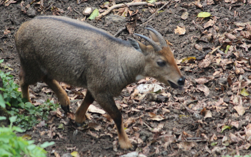 Even-toed ungulates